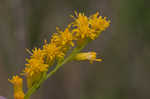 Seaside goldenrod